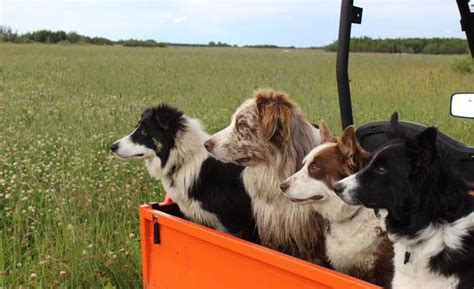 Are Border Collies Good With Horses