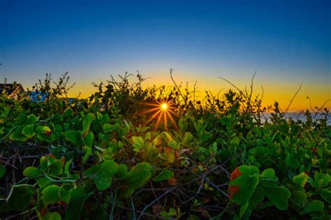 140+ Sunflower Galaxy Stock Photos, Pictures & Royalty-Free Images - iStock