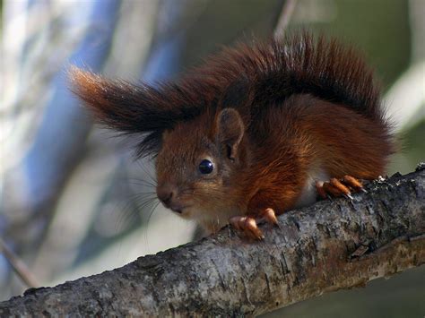 Baby Squirrel Up A Tree One Of The Four Baby Squirrels At Flickr