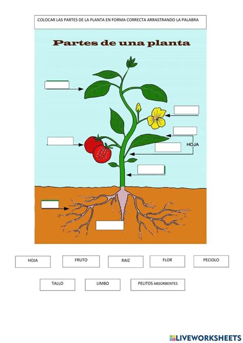 Ficha De Partes De La Planta Para Segundo De Primaria Lee Lo Que Dice ... 