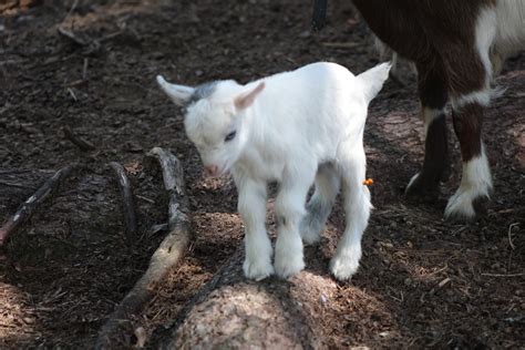 Miniature Silky Fainting Goats — Reed Creek LakeFarm