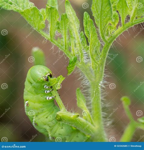 Tomato Hornworm Caterpillar Eating Plant Stock Photography