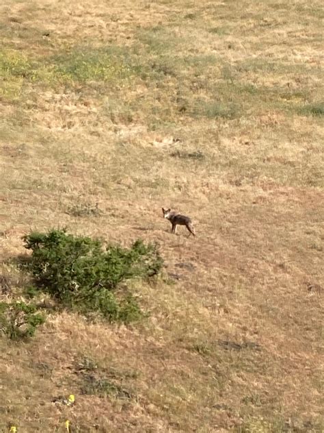 What to do if you encounter coyotes while hiking around the Bay Area