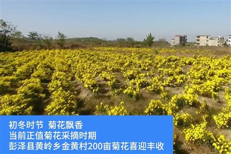 江西彭泽县：丰收季 菊花绽放飘香远凤凰网视频凤凰网