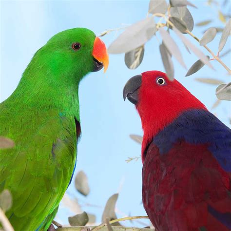 Eclectus Shop World Parrot Trust