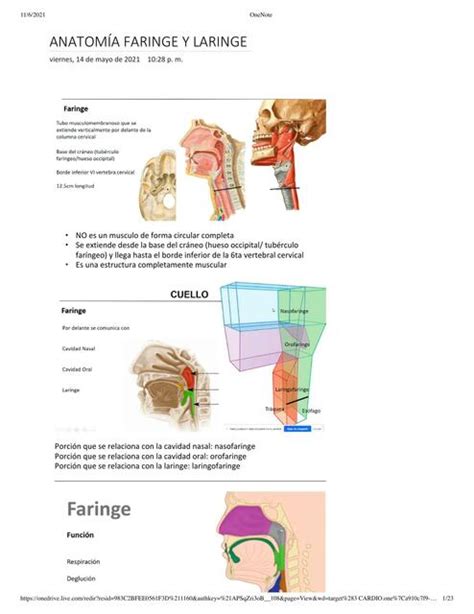 Anatomía Faringe Y Laringe Sofia Calderon Udocz