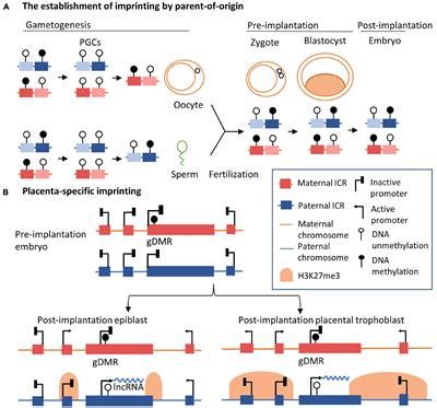 Frontiers The Role Of Long Non Coding RNAs In Human Imprinting