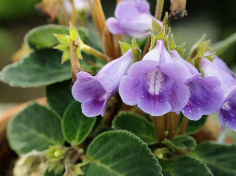 Gloxinia Saiba Tudo Sobre Essa Planta Guia Das Suculentas