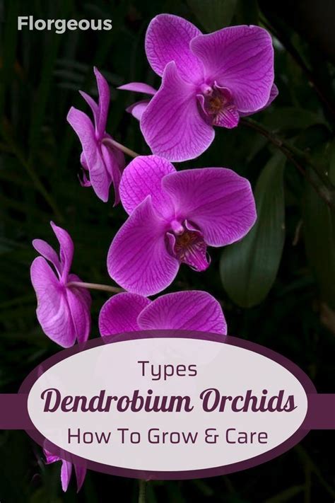 Dendrobium Orchids A Comprehensive Guide