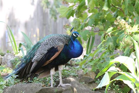 Indian Peafowl Zoochat