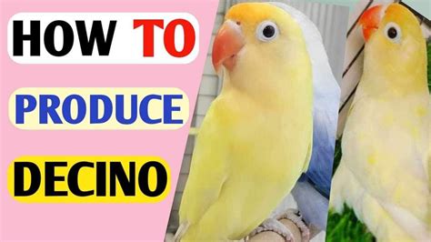 How To Produce Decino Lovebird Parblue Decino Dec Birds Rana