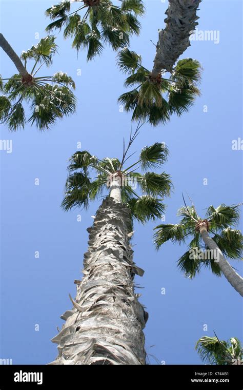 California Palm Trees Stock Photo - Alamy