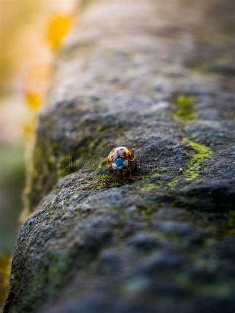 Beautiful Closeup View Of A Ladybug On A Tree Bark Stock Image Image