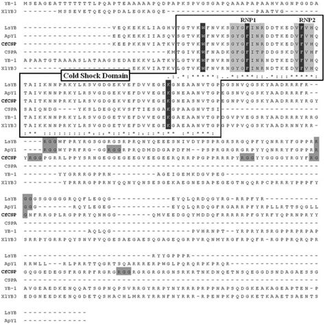 Multiple Alignment Of The Amino Acid Sequences For CSD Containing