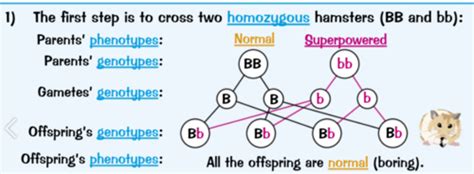 Genetic Diagrams Flashcards Quizlet