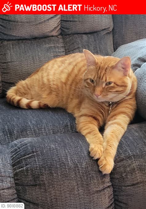 Hickory, NC Lost Male Cat, Tony Lebrun Is Missing | PawBoost