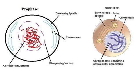 Nuclear Envelope Mitosis