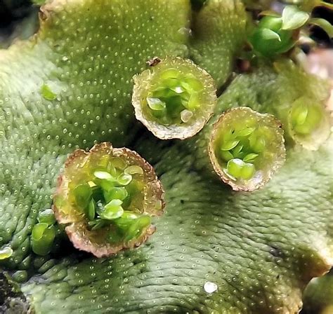 Liverworts | International Carnivorous Plant Society