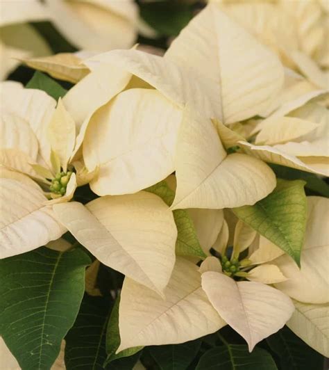 Enjoying Your Holiday Poinsettias Port Charlotte Florist Blog