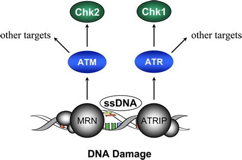 Supreme EnLIGHTenment Damage Recognition And Signaling In The