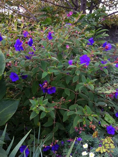 Princess Flower Tibouchina Urvilleana This Appears To Be Princess