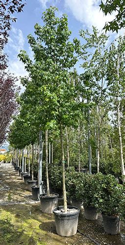 Liquidambar Styraciflua American Sweetgum Tree Pleached