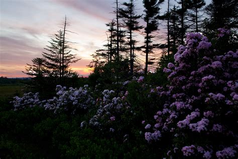 Spring Sunset Mountain Wildlflowers | Flowers| Free Nature Pictures by ...