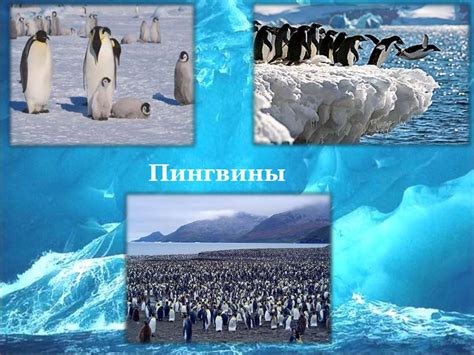 окр мир 3 - презентация онлайн
