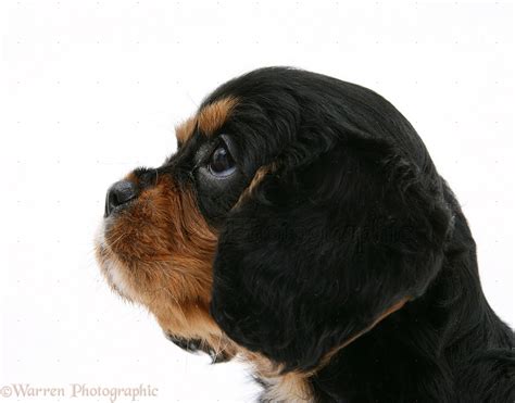 Dog: Black-and-tan Cavalier King Charles Spaniel pup photo - WP18090