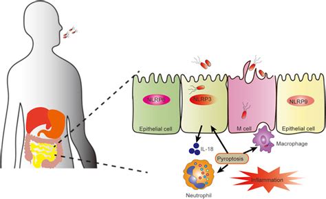 Frontiers Role Of Pyroptosis In Inflammatory Bowel Disease IBD