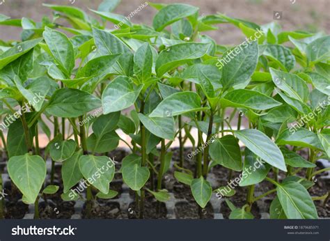 21,573 Pepper Seedlings Images, Stock Photos & Vectors | Shutterstock