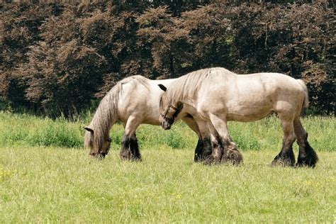 38 Ardennes Draft Horse Images, Stock Photos, 3D objects, & Vectors ...