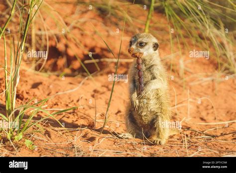 Meerkat Closeup Portrait Of The Animal Jumping Running Suricata