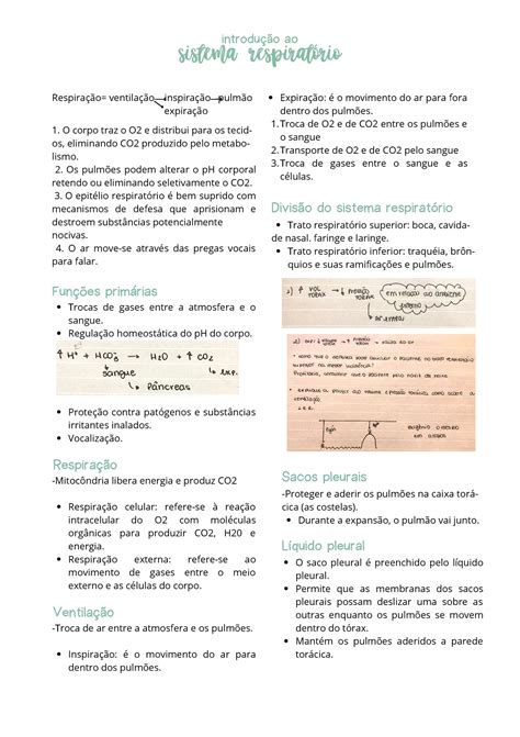 Introdução ao sistema respiratório Respiração ventilação inspiração