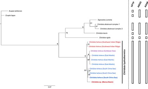 Phylogenetic tree obtained from combined Bayesian analysis of the ...