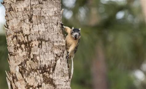 7 Types Of Squirrels In Florida With Pictures Untamedanimals