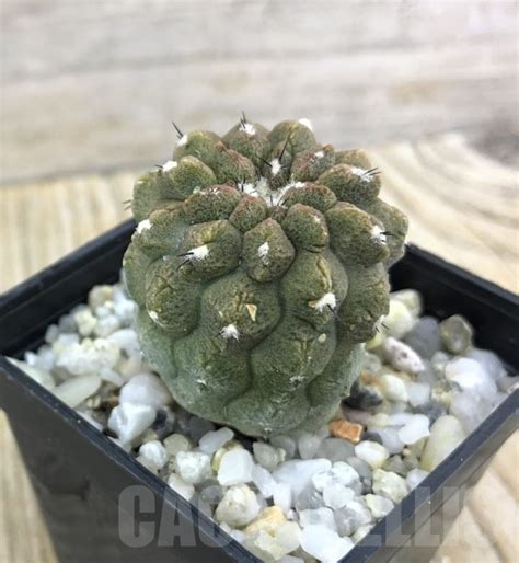 SHPR10165 Copiapoa Hypogaea Cv Lizard Skin Cactus Online