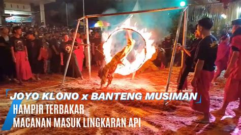 Atraksi Macanan Masuk Lingkaran Api Hampir Terbakar Paguyuban Bantengan