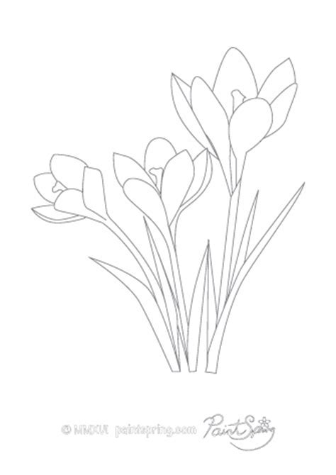 Crocus Coloring Page At Free Printable Colorings