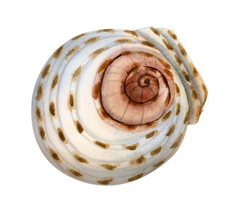 Premium Photo Watercolor Round Spiral Seashell Realistic Illustration