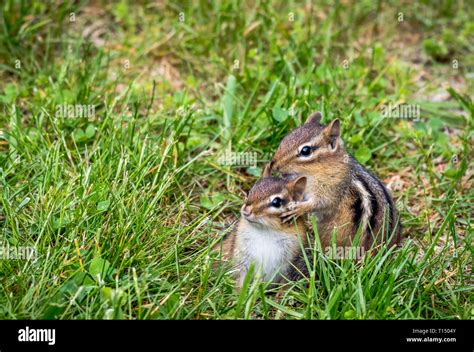 Cute Baby Chipmunk