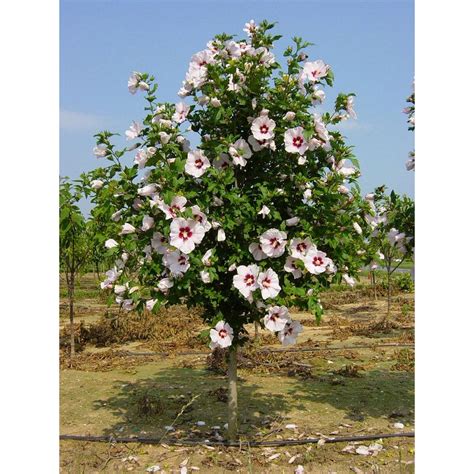 Hibiscus Red Heart De Cm La Ghiveci Plantland Ro