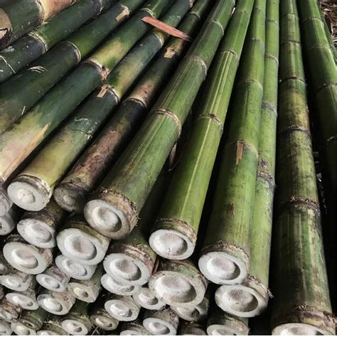 Jual Bambu Potong Cm Bambu Batang Shopee