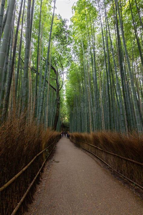 Las Bambusowy Arashiyama W Japonii Kioto Zdjęcie Stock Obraz złożonej