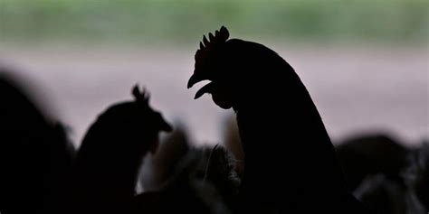 Avian Influenza Outbreak Underway In Mississippi Fox News