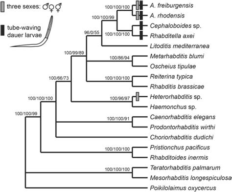 Description Of Two Three Gendered Nematode Species In The New Genus