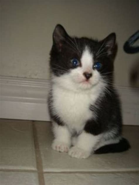 Tuxedo Cat Names | PetHelpful