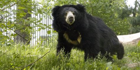 Sloth bear | Smithsonian's National Zoo and Conservation Biology Institute