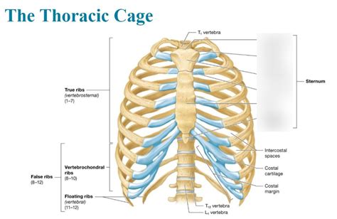 Labeled Thoracic Cage