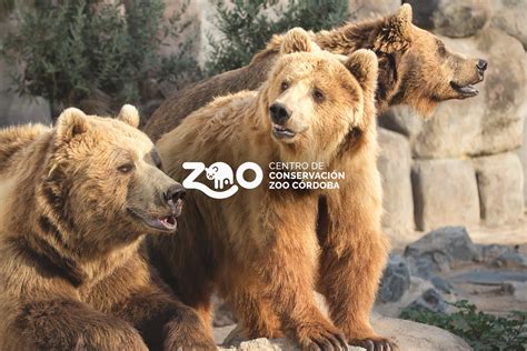 Centro De Conservación Zoo De Córdoba Domestika